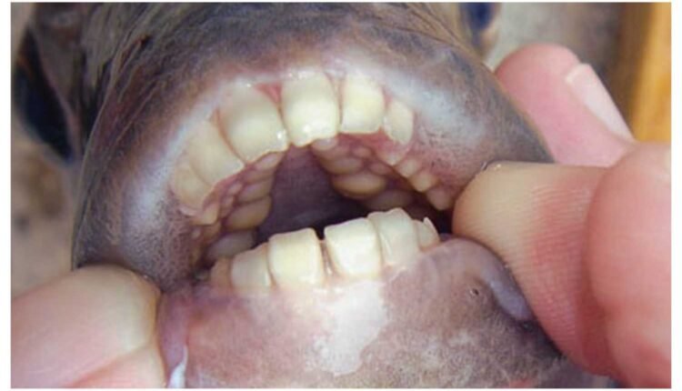 Fish with human teeth