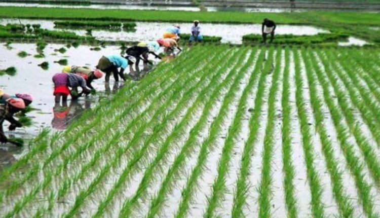 Paddy bonus scheme: Telangana releases ₹500 crore